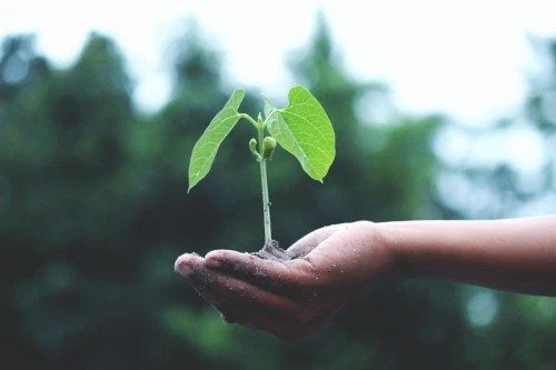 une plante dans une main